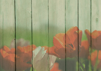 Wood background with tulip flowers pasted.