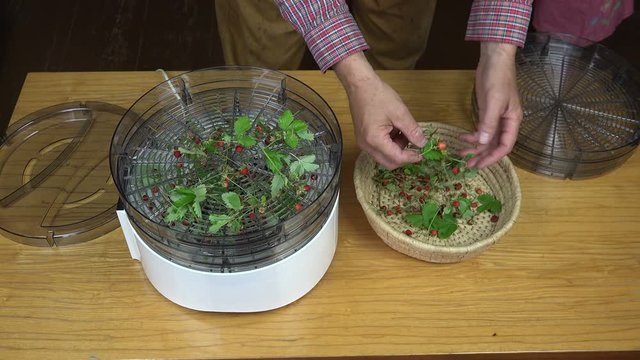 Man layering strawberries for drying in herb drying appliance
