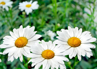 Obraz premium Wildflowers daisies. Summer landscape. white chamomile flowers