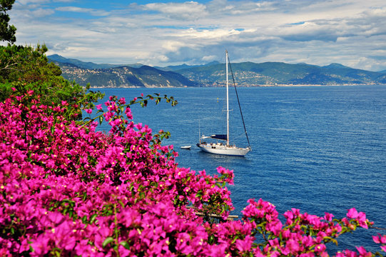 Fototapeta yacht with pink bougainvillea on the Italian Riviera.