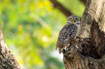 Little owl