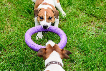 Two dogs pulls toy playing Tug-of-war on grass