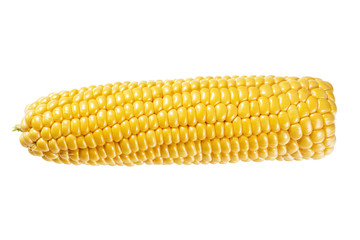 Bright yellow ear of corn isolated on white background. Without a shadow.