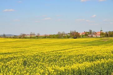 Yellow field of canola - a food crop
Landscape in  Czech Republic, 
