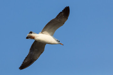 The seagull.