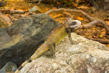 Giant green iguana on stone close-up