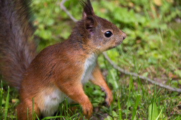 red cute squirrel sitting on his hind legs in the grass