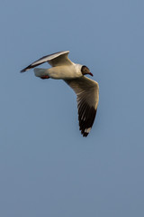 The seagull.