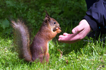 Naklejka na ściany i meble Red squirrel takes a nut with male hand. Squirrel sitting on his hind legs and eating a nut