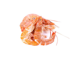 some shrimps isolate on  white background