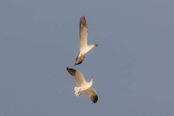 Seagulls flying