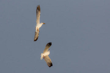 Fototapeta premium Seagulls flying