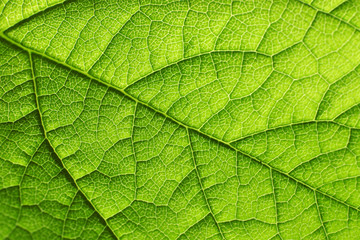 Naklejka na ściany i meble Texture of a green leaf as background