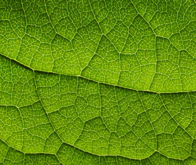 Texture of a green leaf as background