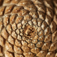 Pine cone, closeup