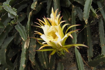 ドラゴンフルーツの花

