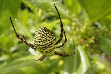 ナガコガネグモ