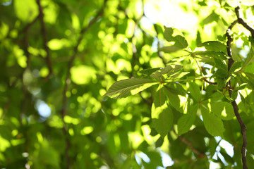 Fototapeta na wymiar Chestnut tree branches with leaves on a spring day