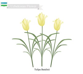 Tulipa Batalinii Flowers, The Famous Flower of Uzbekistan