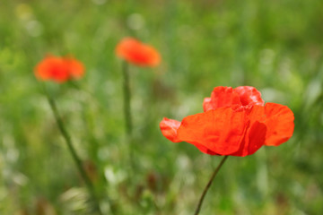 Fototapeta na wymiar Beautiful poppy flowers on green grass background