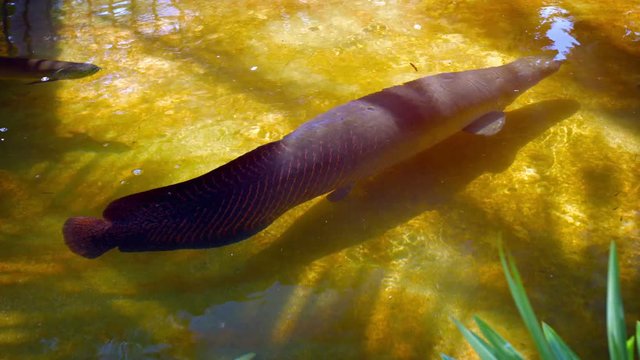 Video 4k - Enormous South American fish species, including Arapaimas and Arowanas, swimming around in a shallow, outdoor pond.