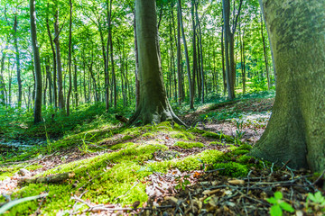 Gespensterwald Nienhagen