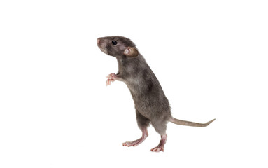 Obraz premium small rat looking