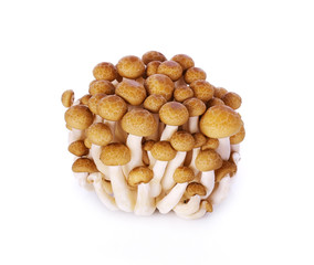 Brown beech mushrooms isolated on white background