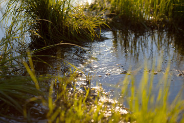 Water stream in a meadow