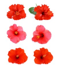 red hibiscus flower isolated on white background