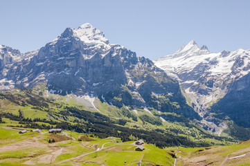 Grindelwald, Berner Oberland, Alpen, Wetterhorn, Schreckhorn, Grosse Scheidegg, Wanderweg, Schreckfeld, First, Grindelwaldgletscher, Sommer, Schweiz