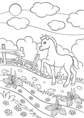 Coloring pages. Farm animals. Little cute foal.