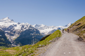 Naklejka premium Grindelwald, Berner Oberland, Schreckhorn, Eiger, Alpen, Grindelwaldgletscher, Wanderweg, Mountainbike, First, Grosse Scheidegg, Höhenweg, Sommer, Schweiz