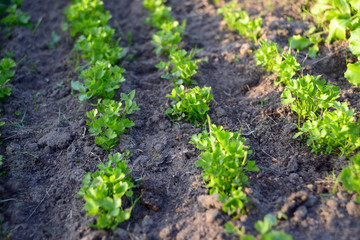 Growing parsley