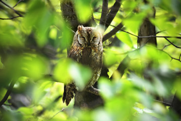 Owl on a tree in the forest