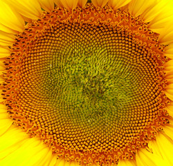 beautiful flower of a sunflower