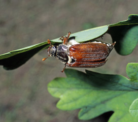 Maikaefer klettert an gruenem Eichenblatt