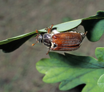 Maikaefer klettert an gruenem Eichenblatt