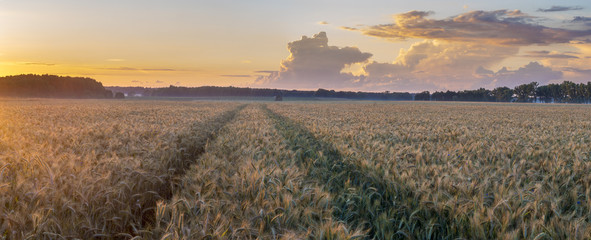 Piękny,ciepły zachód słońca nad polem dojrzałego zboża © Mike Mareen