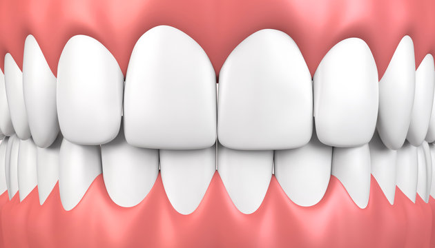 3D Illustration Teeth And Gum Model.