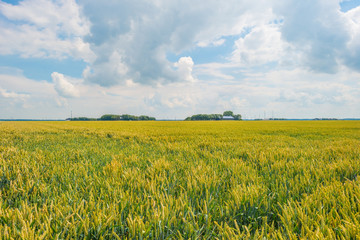 Field with grain in summer