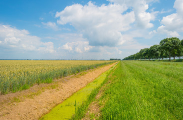 Fototapeta na wymiar Field with grain in summer