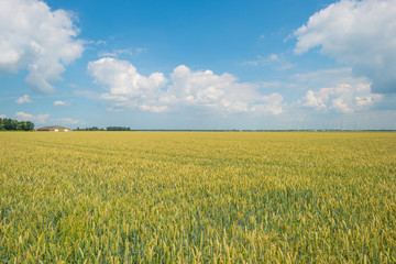 Fototapeta premium Field with grain in summer
