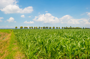 Field with potatoes in summer
