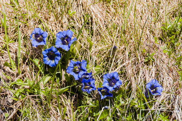 Wengen, Dorf, Alpen, Schweizer Berge, Berner Oberland, Alpenblumen, Blauer Enzian, Bergwiese,...