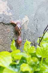 Snail perched on the wall after the rain.