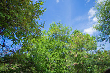 Forest and sky
