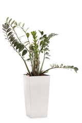 ZZ plant in a white ceramic flowerpot