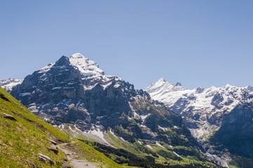 Fototapeta na wymiar Grindelwald, Berner Oberland, Wetterhorn, Grosse Scheidegg, Schreckhorn, Finsteraarhorn, Wanderweg, Sommer, Schweiz