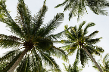 Fototapeta na wymiar Coconut palm trees with sky background, ant eye view